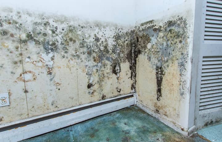 mold infestation removal galveston